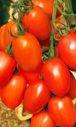 Томат СУПЕРГОЛ В рассаде не вытягивается! Чертовски урожайный! Для засолки лучше не найти!
