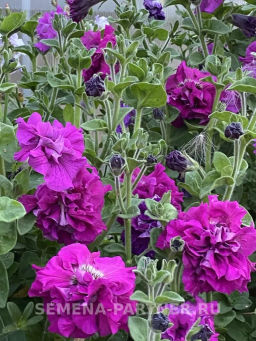 Петуния махровая срезочная Аллегра - Партнер фото 7