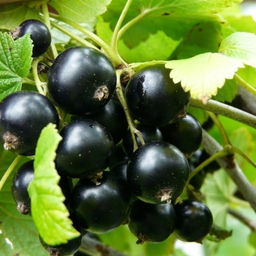 Смородина Дачница черная (коробка) 1шт