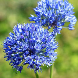 Лук декоративный Азуреум