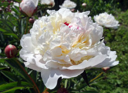 ПИОН Мари Лемуан Разбор 2/3 n Кол-во упак., шт 1