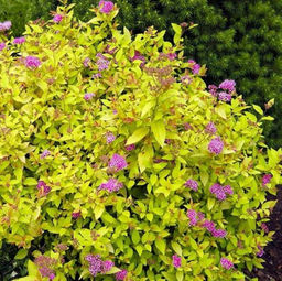 Спирея японская Голден Принцесс - 7цветов фото 2