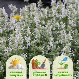 Котовник Фассена Сноуфлейк - Долина роз фото 2