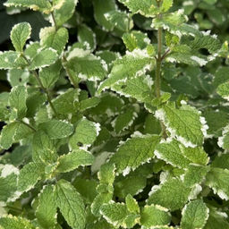 Мята Ананасная