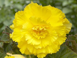 Бегония фимбриата желтая (Fimbriata Yellow) - Долина роз фото 2