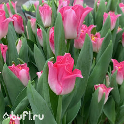 Тюльпан Crown of Dynasty (5 луковиц) - Bufl фото 3