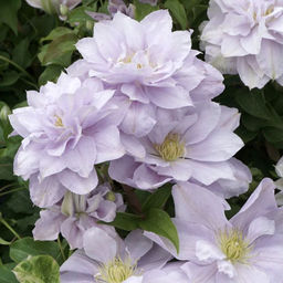 КЛЕМАТИС Белиссимо Разбор I Кол-во упак., шт 1