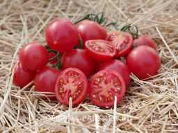 Томат Принцесса - Партнер фото 6