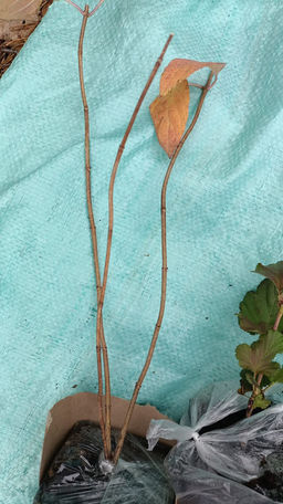 Гортензия метельчатая Металлика