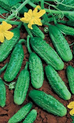 Огурец РОДНИЧОК F1 Длительное плодоношение! Один из самых популярных засолочных гибридов!