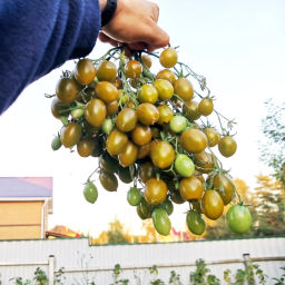 Помидоры - Штурмовой Норман - Stormin' Norman