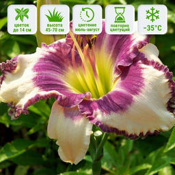 Лилейник Блюберри Крим