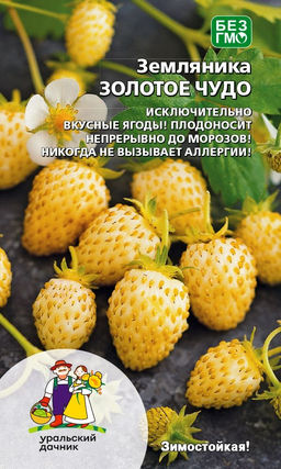 Земляника ЗОЛОТОЕ ЧУДО Исключительно вкусные ягоды! Плодоносит непрерывно до морозов! Никогда не вызывает аллергии!