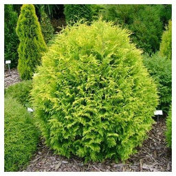 Туя западная Голден Глоб С1,5
