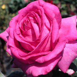 R556 ШАРТРЕЗ ДЕ ПАРМ