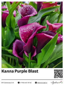 Калла Purple Blast