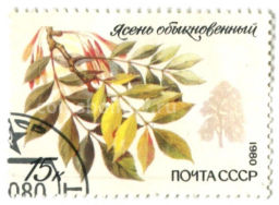 Марка Ясень обыкновенный 1980 год