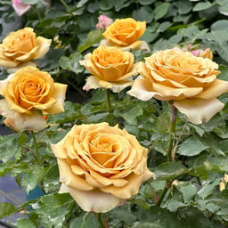 Роза Голден Мустард - Долина роз фото 3