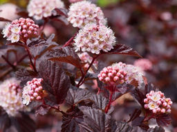 Пузыреплодник калинолистный Ред Барон - Долина роз фото 4