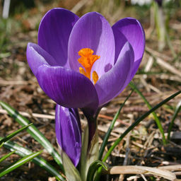 КРОКУС Флауэр Рекорд Разбор 7/8 Кол-во 
 упак., шт 10