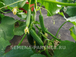 Огурец партенокарпический Маринин - Партнер фото 3