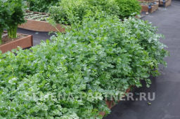 Сельдерей листовой Нежный - Партнер фото 5