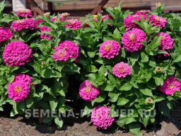 Цинния георгиновидная Фэнтези Античный Розовый - Партнер фото 7