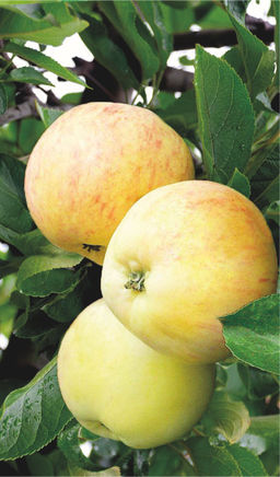 Яблоня ВЭМ желтый/Данила полукультурка (саженец с этикеткой) 1шт