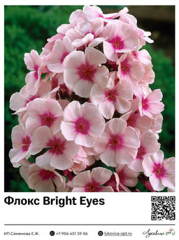 Флокс Bright Eyes (Метельчатый)