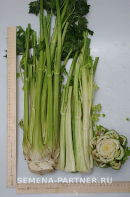 Сельдерей черешковый Малахит - Партнер фото 3