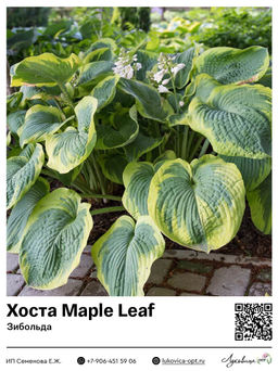 Хоста Maple Leaf (Зибольда)