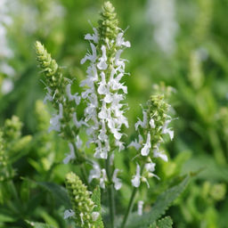 Шалфей дубравный Шнеехугель - Долина роз фото 2