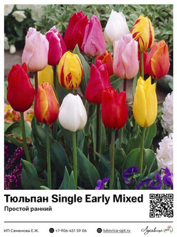 Тюльпан Single Early Mixed (Простой ранний)