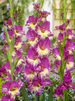 ГЛАДИОЛУС Экстраверт Разбор 10/12 Кол-во упак., шт 10