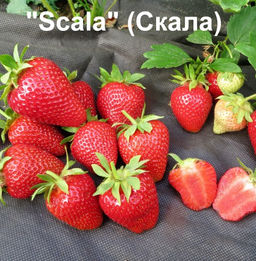 Клубника Скала А 10шт/пучок