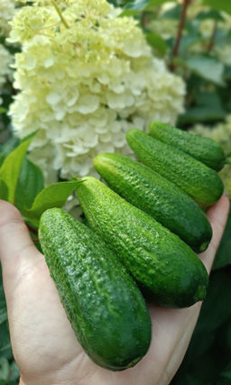 Огурец МАЛЫШКА Кустовой! Высокая отдача раннего урожая! Длительный период плодоношения! Для всех видов консервирования!