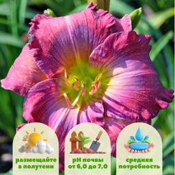 Лилейник Лавендер Блю Бэби - Долина роз фото 2