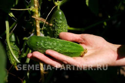 Огурец пчелоопыляемый Феличита - Партнер фото 3