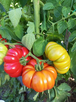 Томат ЖЕНСКАЯ ДОЛЯ F1 - Уральский дачник фото 6