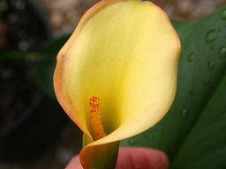 Калла Peach Chiffon (Пич Шиффон) - Долина роз фото 3