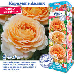 Роза Карамель Антик (Чайно-гибридная) 1шт