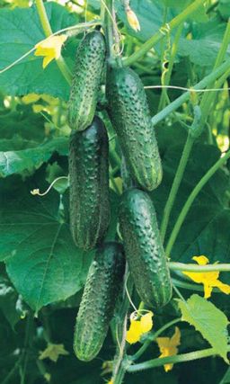 Огурец ПУЧКОВЫЙ 632 F1 Настоящая козырная карта в вашем рукаве! Плоды-пикули до 3-5 см! Пучковый!