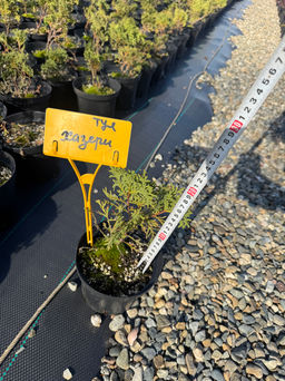 Туя западная Park Rose Хозери С1,5