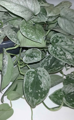 Сциндапсус Пиктус (серебристый, блестящий)