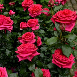 R424 РЕЖИС МАРКОН