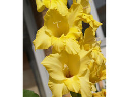 Гладиолус Nova Lux (Нова Люкс) 5 шт - Долина роз фото 2