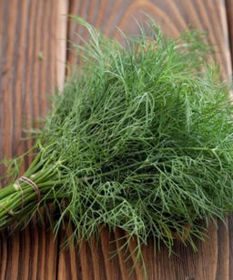 Укроп среднеранний Ханак