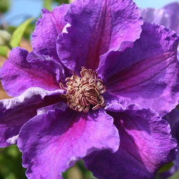 Клематис гибридный Ашва - 7цветов фото 2