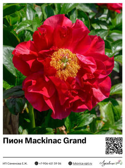 Пион Mackinac Grand