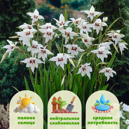 Ацидантера Мюриэл 10шт